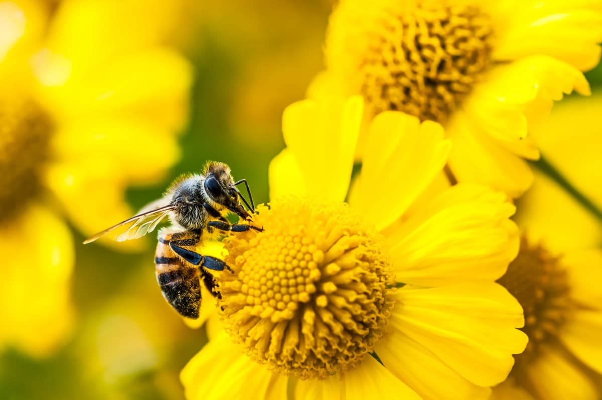 جک دورسی با Buzz به میدان رقابت با اسلک و گیت‌هاب آمد